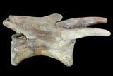 Tyrannosaurus Rex Caudal Vertebra - Montana #100892-1